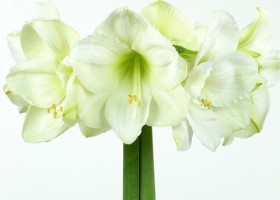 hippeastrum Moscow (1)